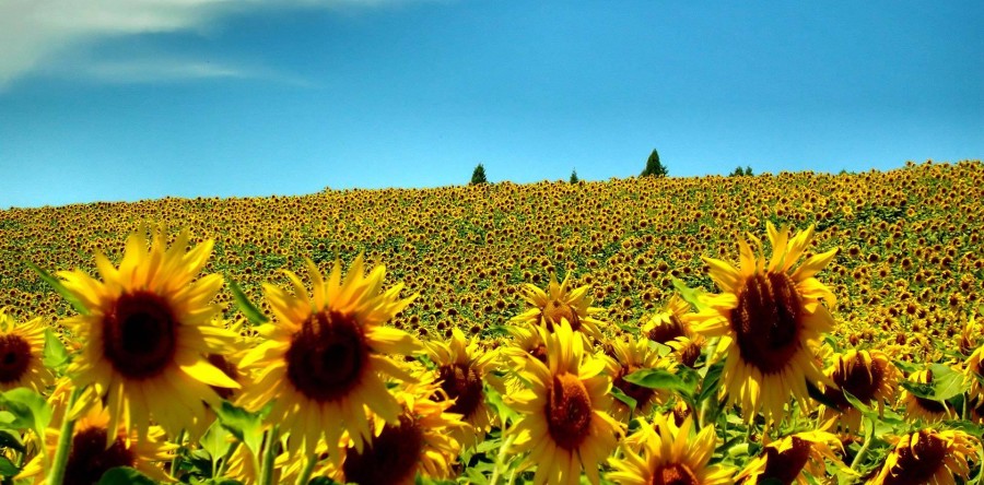 Школа вожатых