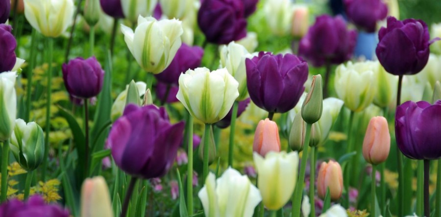 Праздничные концерты к 8 марта